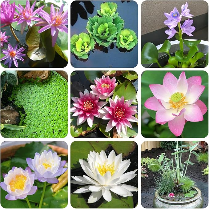 Aquatic Plant Soil & Aquarium Soil, Natural Organic Substrate for Water Plants - Safe for Fish, Nutrient-Rich Clay Base for Lotus & Water Lily (AquaticSoil, 6.6 LBS)