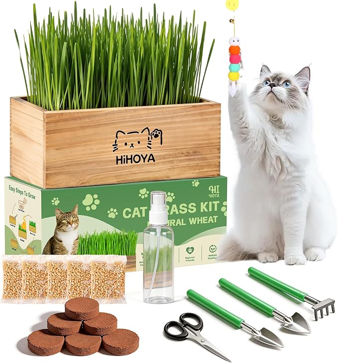 Cat Grass Kit for Indoor Cats - 5 Harvests Wheatgrass Growing Kit with Wooden Planter, Includes 6 Soil Disks, Spray Bottle, Tools & Scissors - Natural Hairball Control for Nipping & Nibbling
