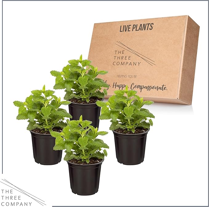 Live Aromatic and Edible Herb - Lemon Balm (4 Per Pack), Naturally Reduces Stress and Improves Air Quality, 8" Tall by 4" Wide