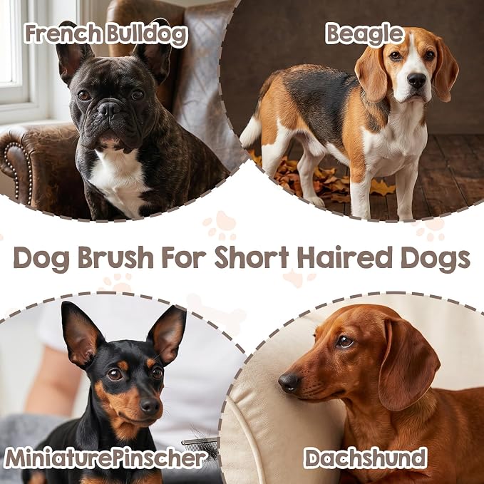Soft Boar Bristle Dog Brush for Short Haired Dogs Gentle Grooming and Deshedding Tool Wooden Handle Ideal Pet Hair Brush Puppy Essentials for Grooming and Shedding