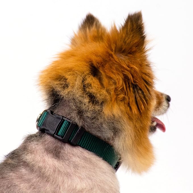 Country Brook Petz - Everyday Nylon Dog Collar and Leash - 10+ Cool Colors (1 Inch, Large, Green)