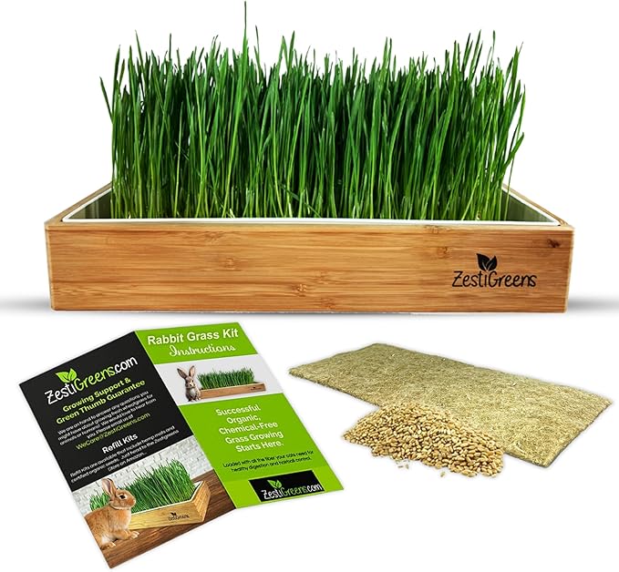Rabbit Grass Growing Kit – Easy, Self-Watering System for Fresh, Healthy Indoor Greens