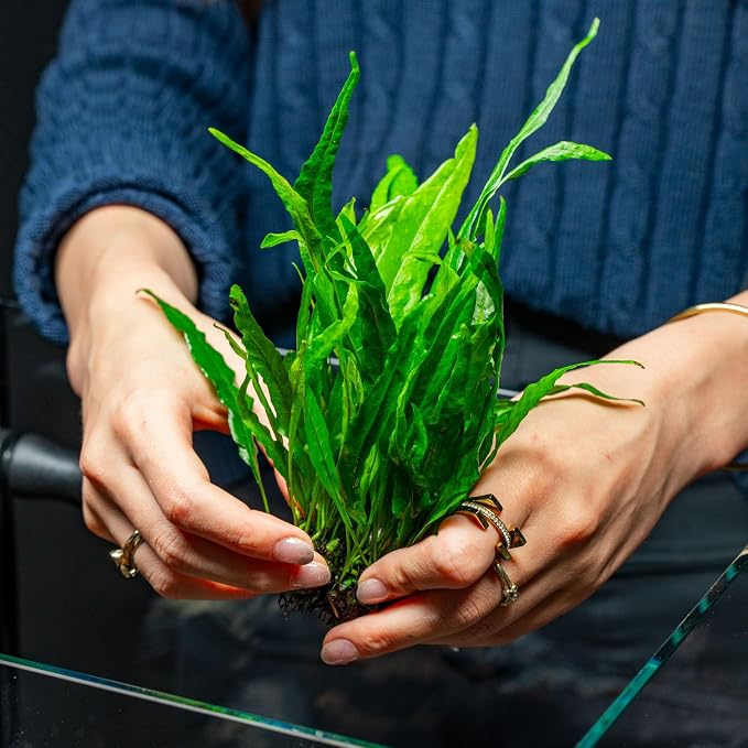 Live Plants - Microsorum Pteropus ‘Narrow’ (Microsorum pteropus) - Low to Medium Light, Deep Green Accent Aquatic Epiphytic Plant, Midground to Background Placement - Pot, 1 Pack
