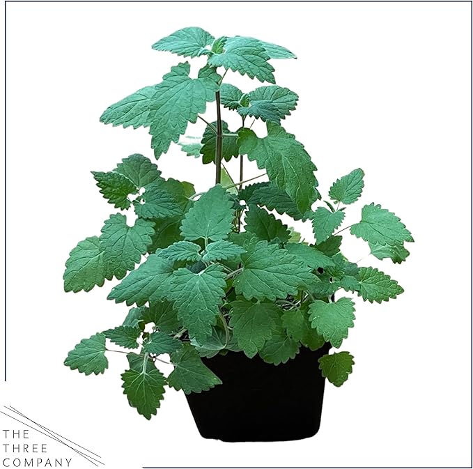 Live Catnip - Nepeta (4 Plants Per Pack) - Reduces Cat Stress and Anxiety - 8" Tall by 4" Wide in 1 Pt Pot