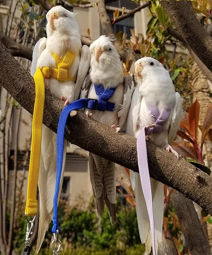 Pet Parrot Bird Harness Leash Adjustable Bird Flying Harness Traction Rope with Cute Wing for Parrots Pigeons Budgerigar Lovebird Cockatiel Mynah Outdoor Training Toy (M, Yellow)
