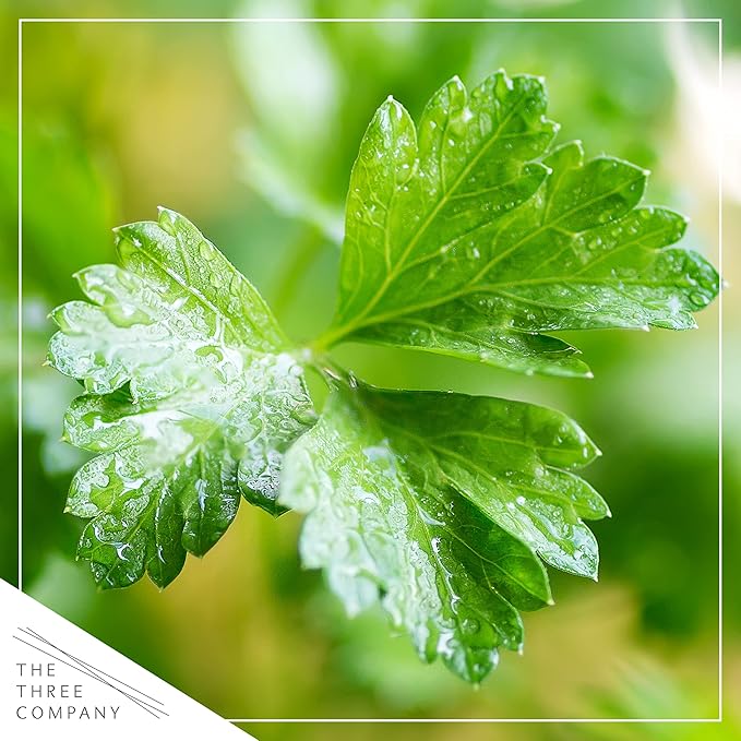 Live Aromatic and Edible Herb - Parsley (4 Per Pack), Boosts Immune System, 8" Tall by 4" Wide