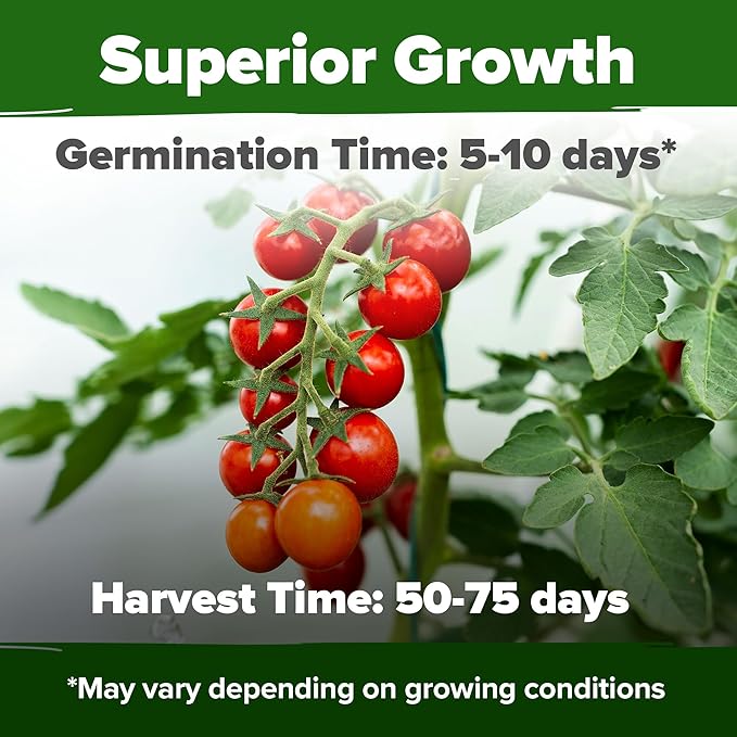 HOME GROWN Large Red Cherry Tomato Seeds 1000+ Heirloom Non-GMO Seeds for Planting, High Germination,Indeterminate, Sweet & Juicy Salad Tomatoes,Prolific Garden Crop,Sustainable (Solanum lycopersicum)