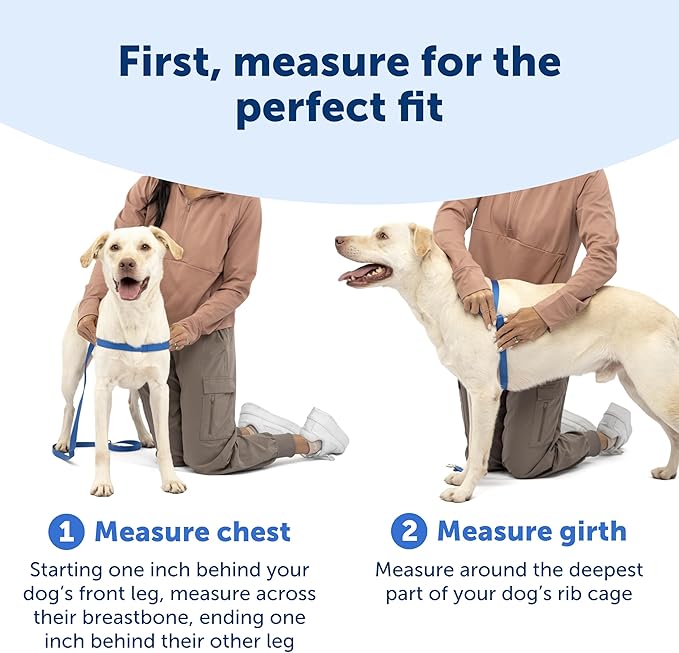 PetSafe Easy Walk Harness for Dogs - Pull-Free Walks - Patented Martingale Loop Design - Front Chest Leash Attachment - Comfort Straps - Breathable Harness Design - Medium/Large, Apple Green/Gray