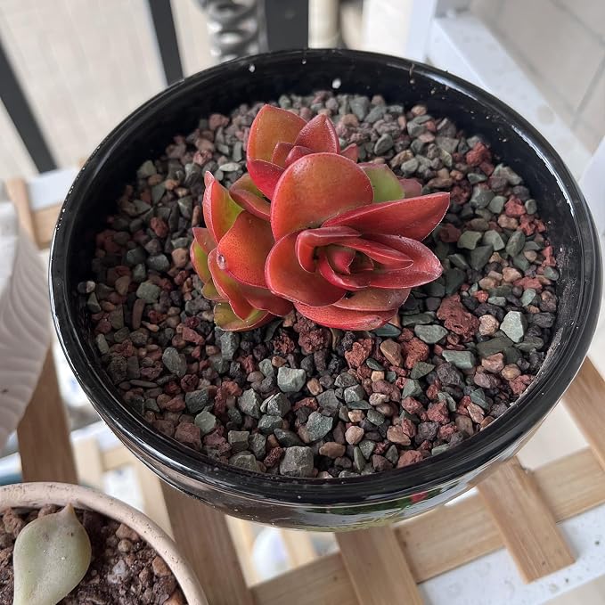 FANTIAN 2 lbs Succulent Potting Mix, 1/4 Inch Rocks Pebbles for Plants | Pumice Gravel Decorative Lava Rocks for Cactus, Bonsai, Orchid, Indoor Plants of Drainage, Ventilation and Root Growth