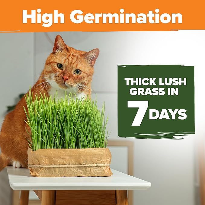 HOME GROWN Cat Grass Seeds 4 oz Oat & Barley Mix – Indoor Cat Grass Refill Kit – Digestive Green Grass for Pets – Heirloom Seeds for Cats’Health & Wellness (Dactylis glomerata)