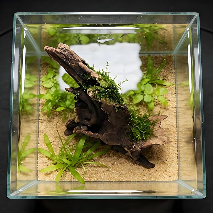 Natural Driftwood Tree Decoration for Aquarium, Fish Tank Plant Stump Ornament, Random Style(5-10cm)