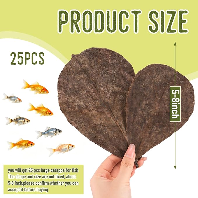 LeonBach 50 Pcs Indian Almond Leaves for Aquariums, 5-8 Inches | 125g Large Catappa Leaves for Betta Fish, Creates Native Environment, Fish Shrimp Tank Decorations, Water Conditioner