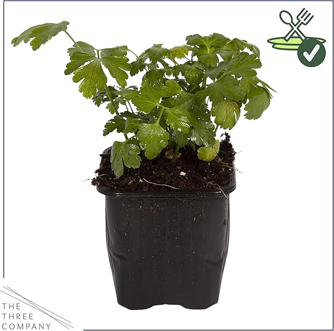 Live Aromatic and Edible Herb - Parsley (4 Per Pack), Boosts Immune System, 8" Tall by 4" Wide