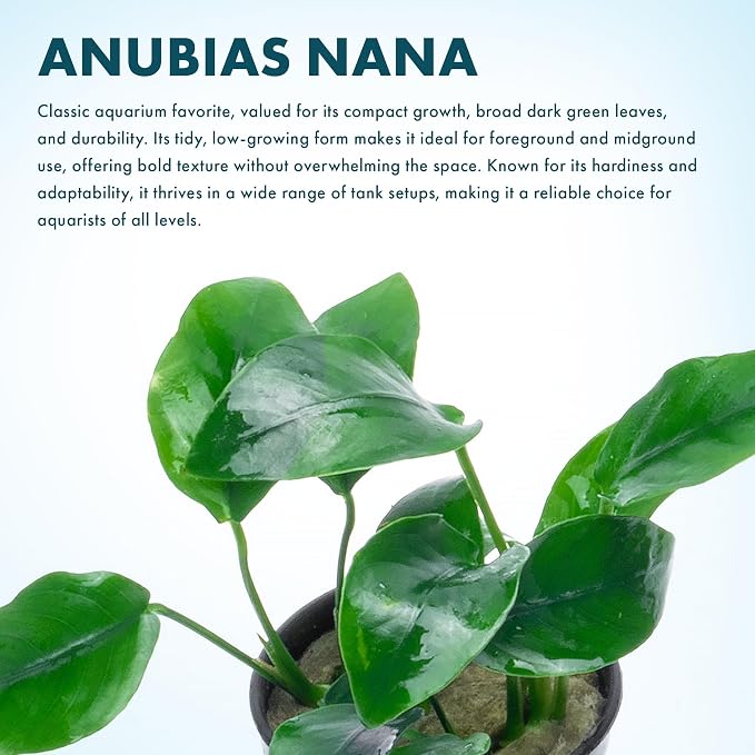 Anubias Live Aquarium Plants - Potted Freshwater Plant for Fish Tanks, Terrariums - Beginner Friendly Low Light (Nana, 5 Pots)