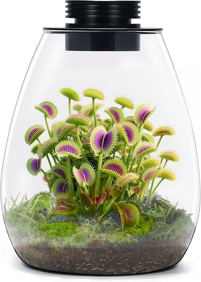 Desktop Glass Plant Terrarium with Grow Light for Carnivorous Plants & Moss | H 7.8 x D 6.7 in; Timer Auto On/Off; For Succulents, Mini Plants and Betta Tanks; Indoor Decor for Home or Office; Gifts