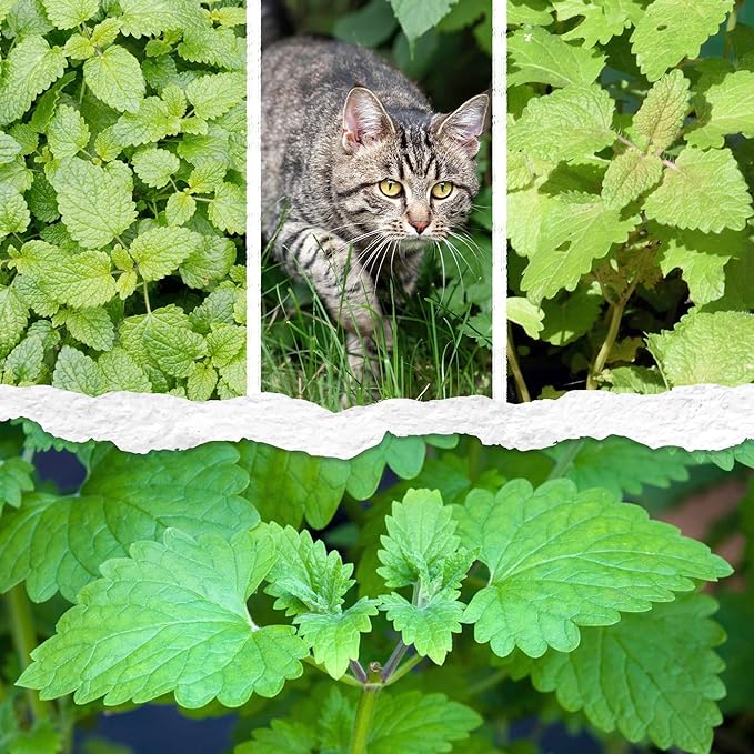 Seed Needs Catnip Seeds for Planting Nepeta cataria - Non-GMO Heirloom & Untreated Herb Seed to Plant & Grow an Outdoor Home Grown Garden (20 Packs)