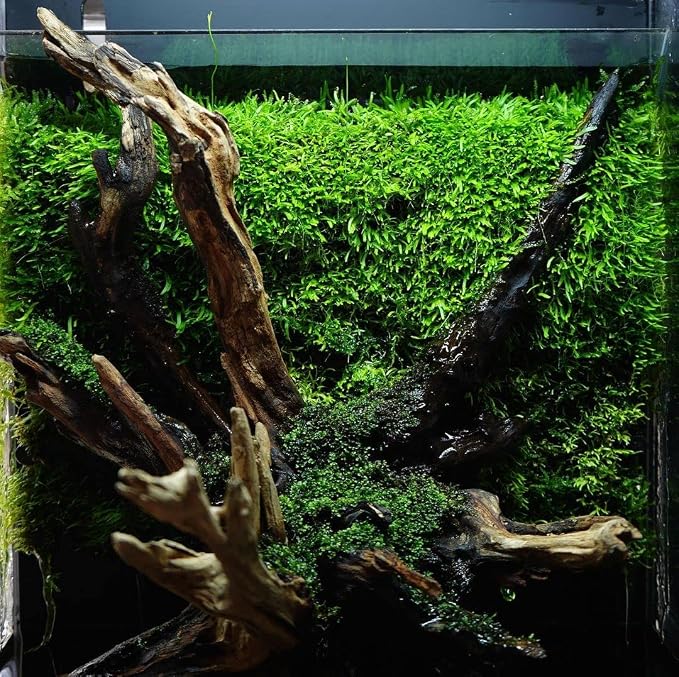 Christmas Moss Live Aquarium Plant - Freshwater Fish Tank Decorations for Natural Aquatic Décor (Large Cup)
