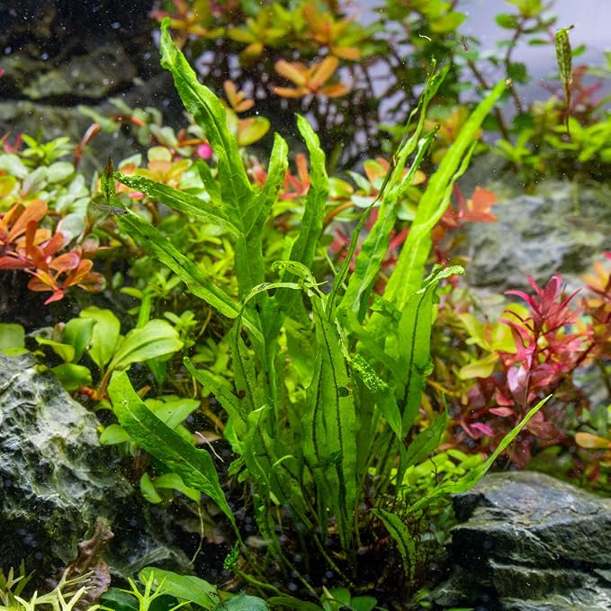 Java Fern Live Aquarium Plants - Potted Freshwater Plant for Fish Tanks - Beginner Friendly, Low Light (Trident, 1 Pot)