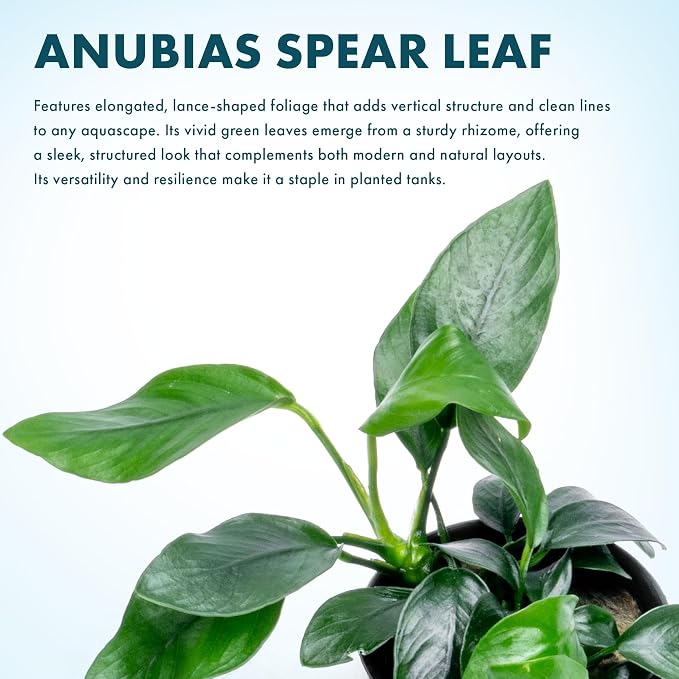Anubias Live Aquarium Plants - Potted Freshwater Plant for Fish Tanks, Terrariums - Beginner Friendly Low Light (Spear Leaf, 3 Pots)