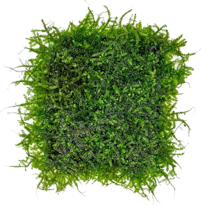 Mini Christmas Moss on Steel Mesh Live Aquarium Plant - Freshwater Fish Tank Decorations for Natural Décor