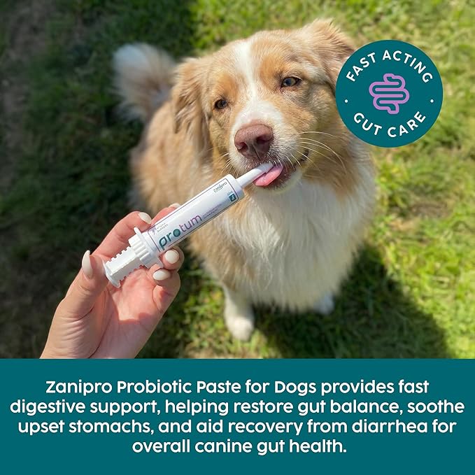 Protum Probiotic Paste for Dogs - 30ml Advanced Prebiotic Formula for Digestive Support - Tasty Flavour for Canine Gut Health - Aids Digestion, Diarrhea Recovery, and Wellness