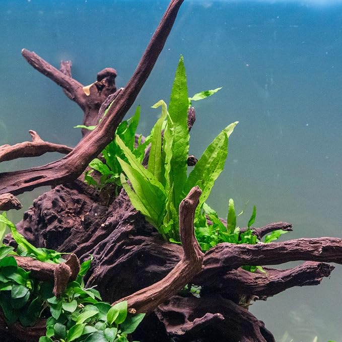 Java Fern Live Aquarium Plants - Potted Freshwater Plant for Fish Tanks - Beginner Friendly, Low Light (Java Fern, 3 Pots)