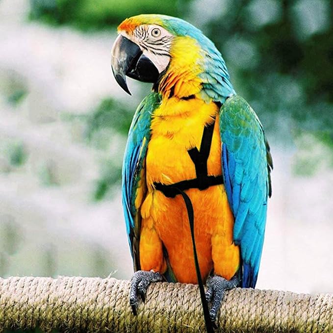 2 pcs Pet Parrot Bird Harness and Leash, Adjustable Training Design Anti-Bite, Outdoor Flying Training Rope Kit for Bird Parrots Fits Birds Chest Between35-62cm /13.78-24.41inch - L (Black)