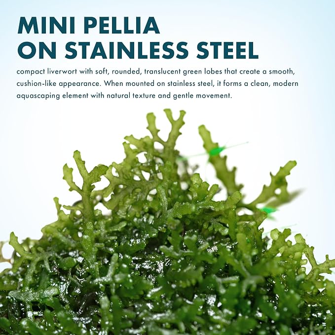 Live Aquarium Plants on Driftwood, Lava Rock, Moss, Fiber Mat - Freshwater Fish Tanks - Easy, Beginner Friendly (Mini Pellia on Stainless Steel Mesh, 5 Pack)