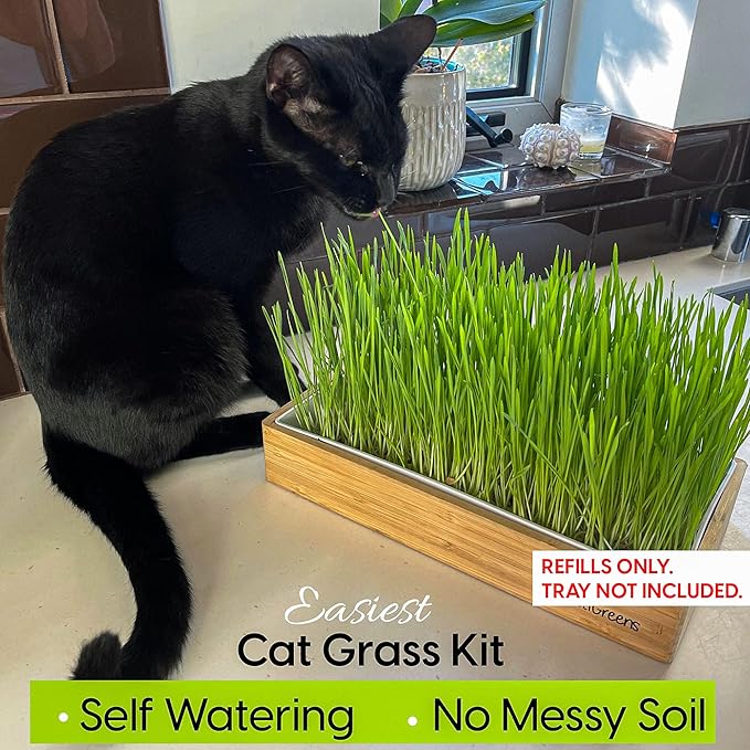 Cat Grass Refills for Self Watering Cat Grass Kit - 4 Mats and 4 Cat Grass Seed Packets (Refill Kit)