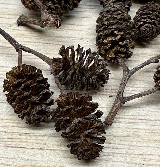 Awesome Aquatic Alder Casuarina Cones, 24 Count, 12 Each, Blackwater | Natural tannins Botanicals Softwater Leaf litter Shrimp habitat Biofilm surface Water enrichment Natural décor
