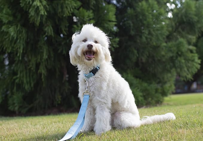 Country Brook Petz - Everyday Nylon Dog Collar and Leash - 10+ Cool Colors (3/4 Inch, Medium, Ocean Blue)