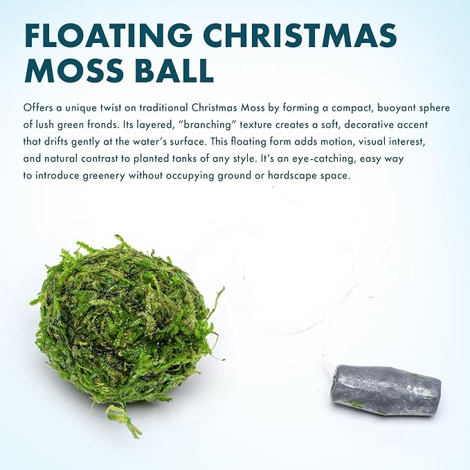 Live Planted Decor - Christmas Moss Ball - Deep Green Freshwater Aquatic Plant, Low Light Aquarium Hardscape Accent for Aquascaping, Moderate Growth Rate - 1 Pack