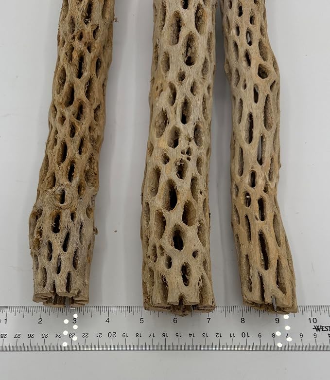 Awesome Aquatic XL Cholla Wood Tubes, Teddy Cane, 12" x up to 2" | XL Hideouts • Hollow tubes • Natural biofilm surface • Secure hideouts • Shrimp plecos hermit crabs reptiles • Natural décor
