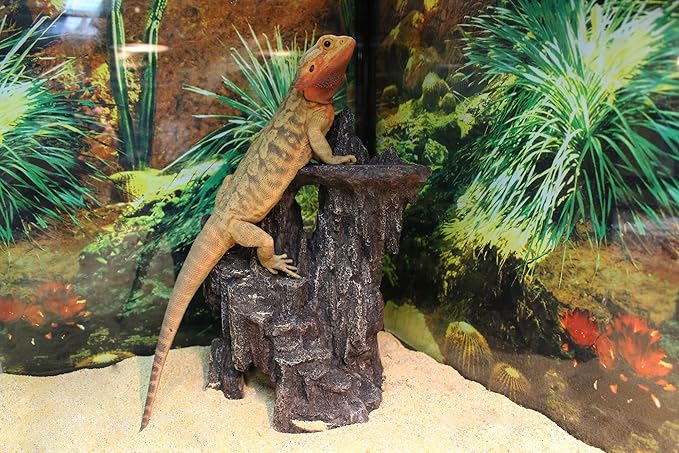 Penn-Plax Reptology Shale Step Ledge Cave Hideout - Aquarium & Terrarium Decoration - for Fish, Reptiles, Amphibians, and Small Animals - Large 2 (REP189)