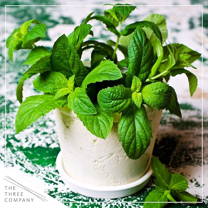 Live Aromatic and Edible Herb - Mint (4 Per Pack), Naturally Improves Breathing and Air Quality, 8" Tall by 4" Wide
