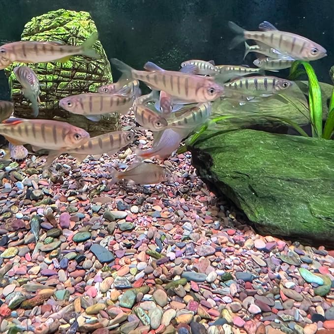 Aquarium Gravel, 40lbs Fish Tank Rocks, 1/8-1/4 inch | Aquascape Substrate for Turtle Tank, River Rocks, Safe for Aquariums, Terrariums