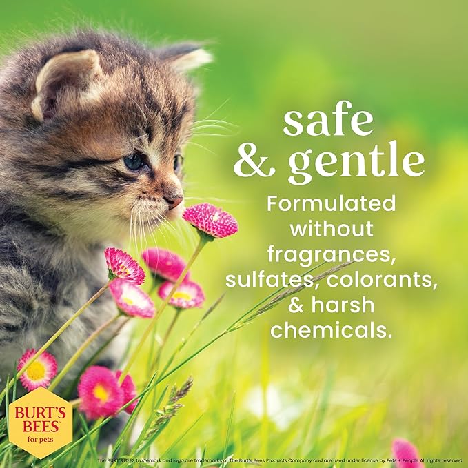 Burt's Bees for Pets Tearless Kitten Shampoo with Buttermilk and Honey, 99% Natural Origin Gentle Cat Shampoo for Sensitive and Itchy Skin, pH Balanced and Fragrance-Free, 10 Fl Oz - 2 Pack