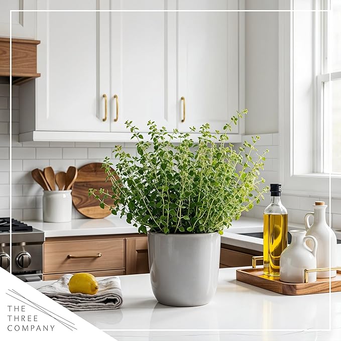 Live Aromatic and Edible Herb - Oregano (4 Per Pack), Loaded with Antioxidants, 8" Tall by 4" Wide in 1 Pint Pot