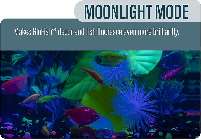 GloFish Betta Shadowbox Aquarium Kit