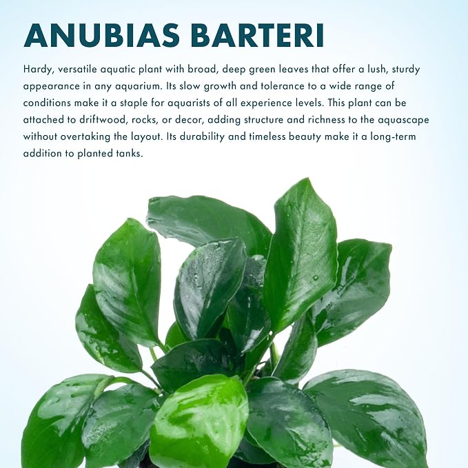 Anubias Live Aquarium Plants - Potted Freshwater Plant for Fish Tanks, Terrariums - Beginner Friendly Low Light (Barteri, 5 Pots)