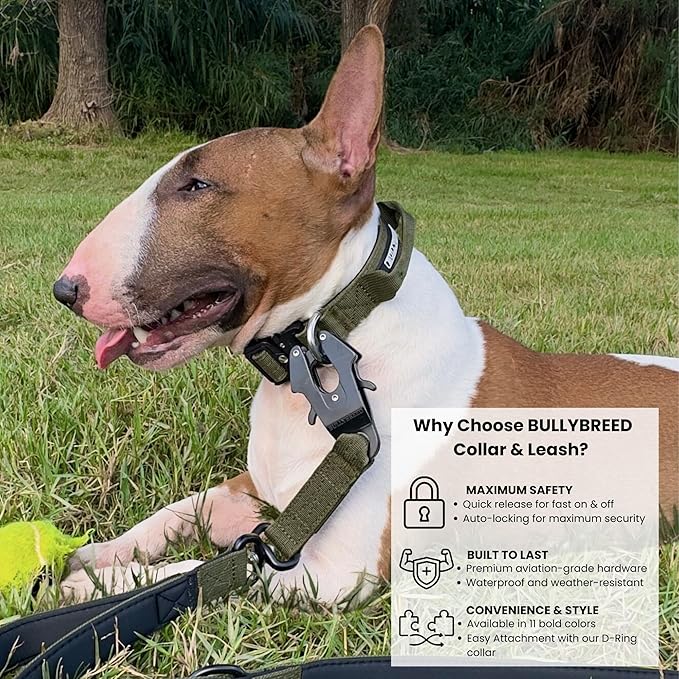 Tactical Dog Collar for Puppy, Heavy Duty Puppy Collar, Dog Collar for Small Dogs, Waterproof Dog Collar, Dog Training Collar, Quick-Release Buckle, Adjustable Sizes – BULLYBREED (Olive Green, Small)