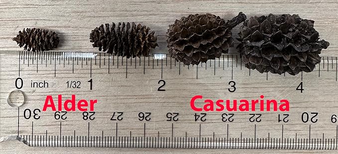Awesome Aquatic 50 Alder Cones, Blackwater, Betta Shrimp Habitat | Natural tannins Botanicals Softwater Leaf litter Biofilm surface Water enrichment Natural décor Easy to use