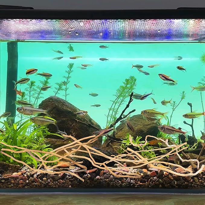 Hamiledyi Natural Driftwood for Aquarium Decor - Red Moor Wood 10"-15" Long Assorted Shapes (200g) Safe Branches for Fish Tank & Reptile Habitat - Natural Aquarium Wood Decorations (Delicate branches)