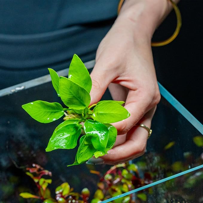 Anubias Live Aquarium Plants - Potted Freshwater Plant for Fish Tanks, Terrariums - Beginner Friendly Low Light (Nana Golden, 1 Pot)