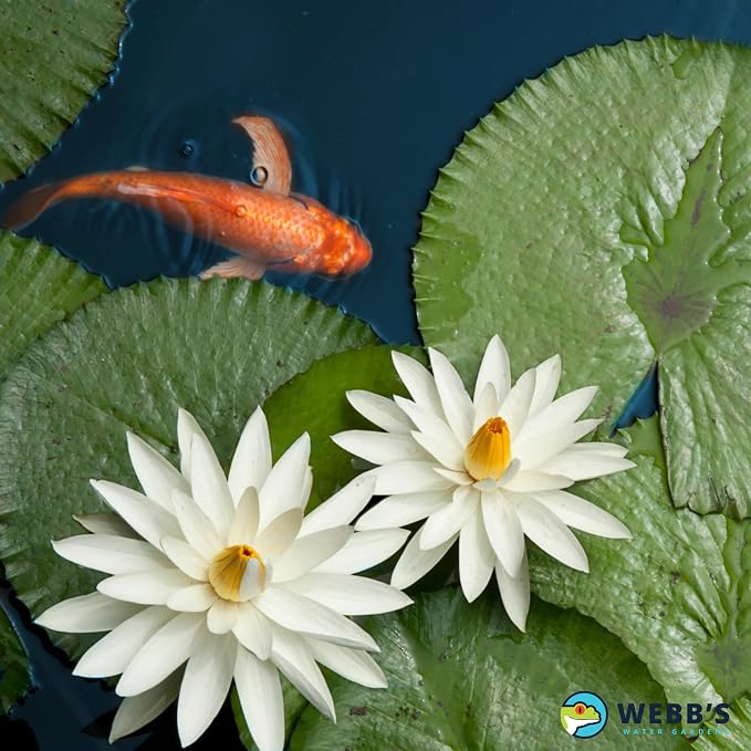 Webb's Water Gardens Essential Tap Water Conditioner Dechlorinator - Ideal for Ponds, Freshwater & Aquariums - Concentrated Formula for Dechlorinated Water - Liquid Supplies for Aquatic Pets - 32oz