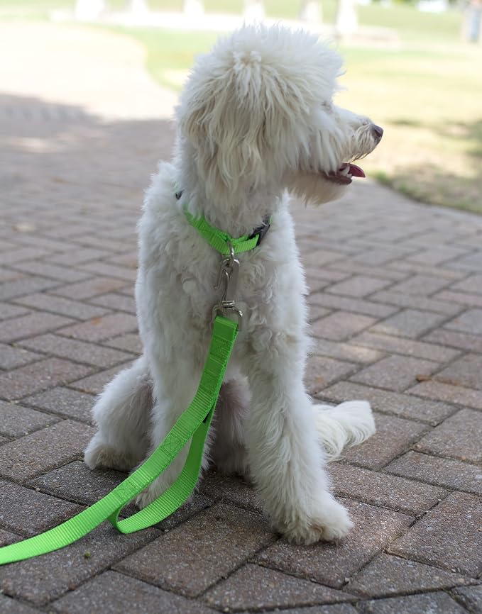 Country Brook Petz - Everyday Nylon Dog Collar and Leash - 10+ Cool Colors (3/8 Inch, 2XS, Hot Lime Green)