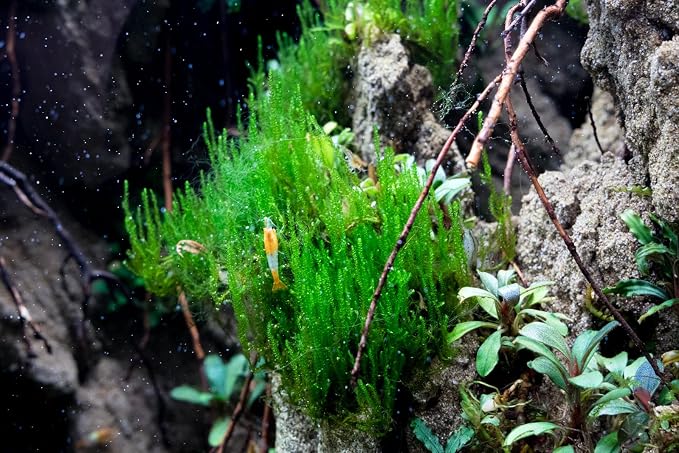 Flame Moss on Mesh Live Aquarium Plant - Freshwater Fish Tank Decorations for Natural Aquatic Décor (Large Cup)