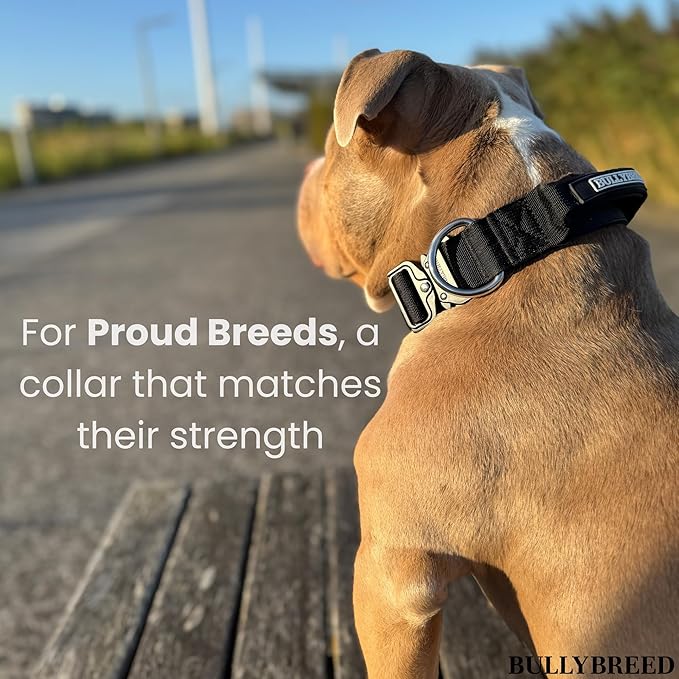 Heavy Duty Dog Collar, Tactical Dog Collar, Dog Collars for Medium Dogs, Waterproof Dog Collar, Dog Training Collar, Quick-Release Metal Buckle, Adjustable Sizes – BULLYBREED (Aquamarine, Medium)