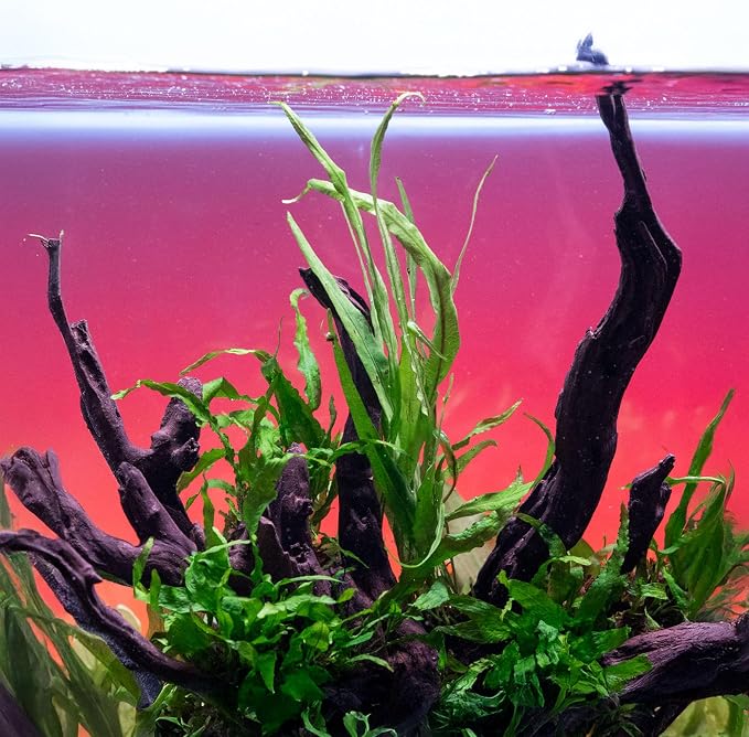 Java Fern Live Aquarium Plants - Potted Freshwater Plant for Fish Tanks - Beginner Friendly, Low Light (Needle Leaf, 1 Pot)