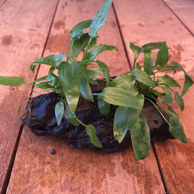 Live Plants on Driftwood | Aquatic Plants for Aquariums and Vivariums (Cryptocoryne on 5" Driftwood)